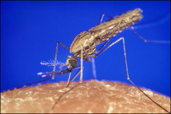 20120531-Malaria Anopheles_gambiae_mosquito_feeding.jpg